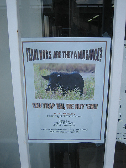 A poster advertising/informing people that if they catch feral hogs, that they should sell them to this company