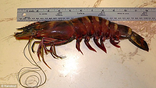 A photograph of an Asian Tiger prawn. It is a big shrimp, approximately a foot long.