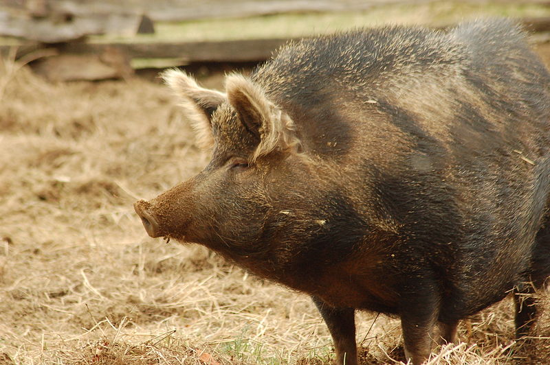 A photograph of a feral hog