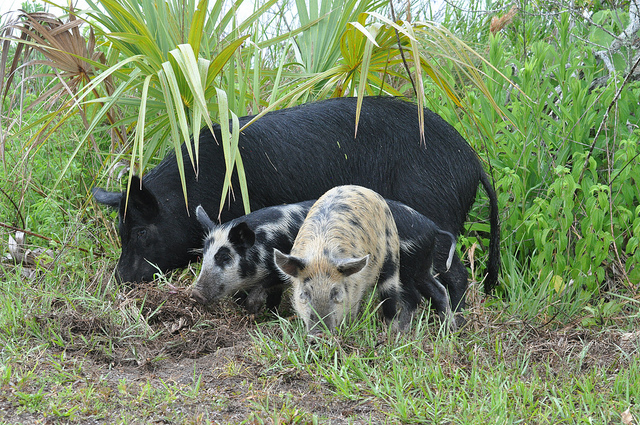 A photograph of a feral hog sow and two piglets