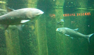 photo of Asian Carp swimming with words “invasive species” in the background
