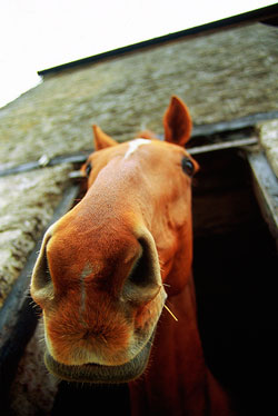close-up photo of a horse with its head stuck through a door frame