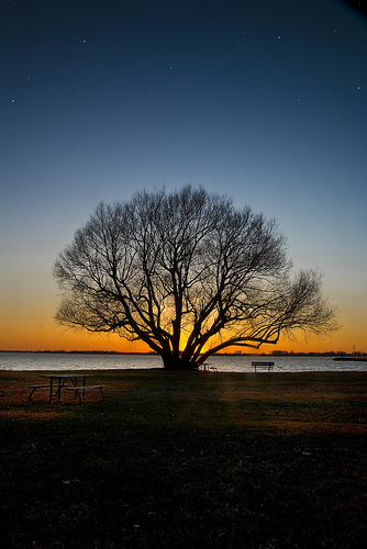 A photograph of a leafless tree by a lake at sunset; there is a park bench next to the tree