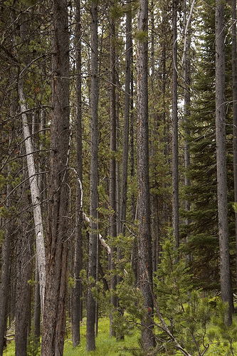 A stand of pine trees, parallel trunks running from the ground to the top of the image.