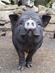 photo of a black pot-belly pig