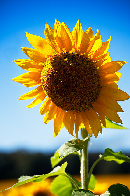 A photograph of a sunflower taken on a sunny day