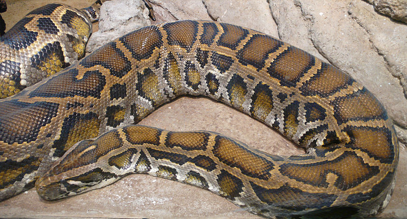 A photograph of a large Burmese Python’s head. Only a fourth of this snake is visible