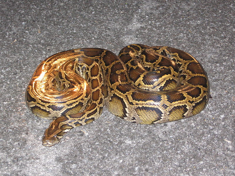 A photograph of a large Burmese Python coiled up on the ground
