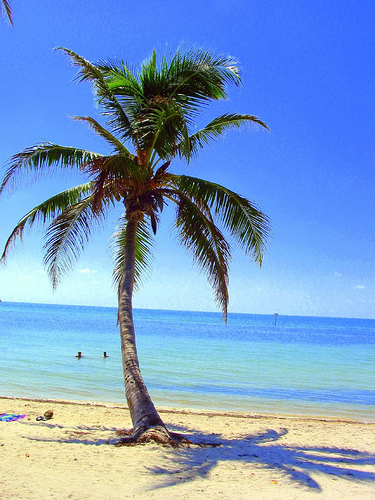 A photograph of a palm tree on a beach in Key West Florida