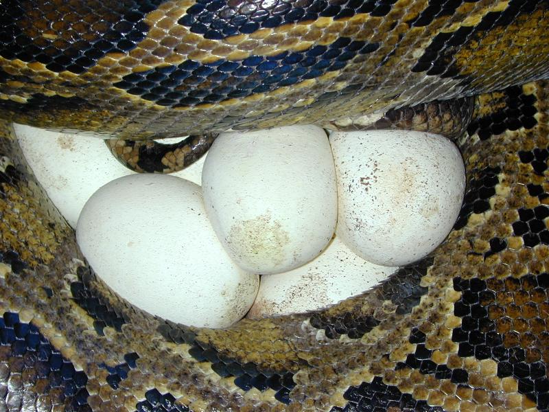 A photograph of a Burmese Python wrapped around her eggs