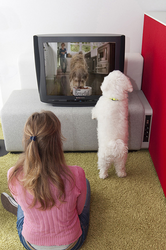 A photograph of a dog responding to a television commercial that has a dog in it; The dog’s owner is sitting nearby.