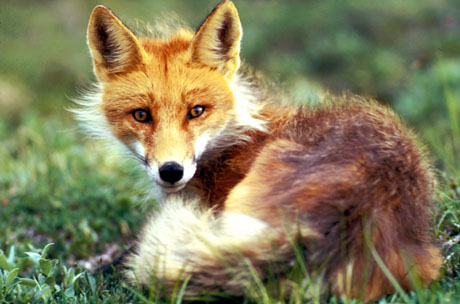 A photograph of a Red Fox sitting in a meadow looking directly into the camera lens.