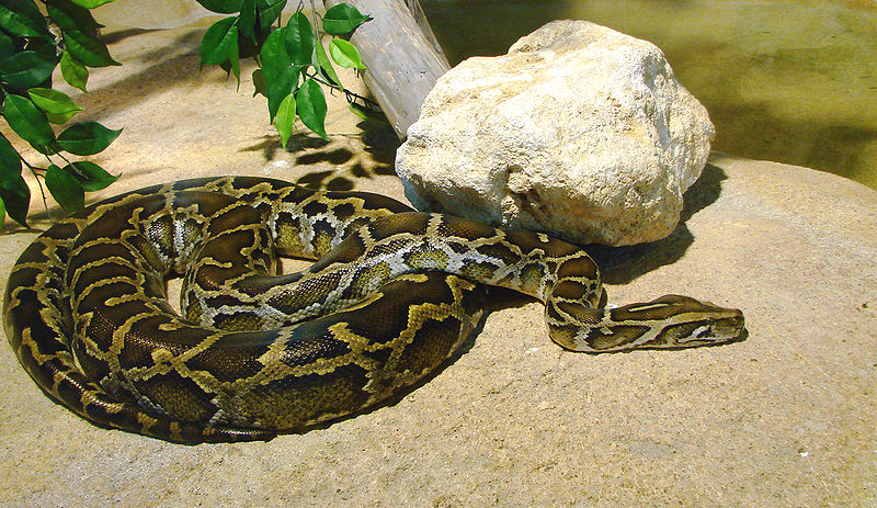 A photograph of a Burmese Python curled up in a zoo habitat; there is a small pool of water behind the snake.