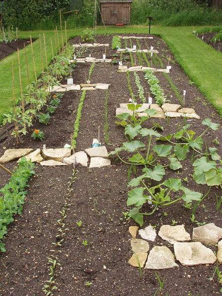 A photograph of a vegetable garden laid out in a yard