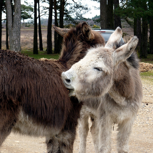 A photograph of two donkeys itching each other by biting