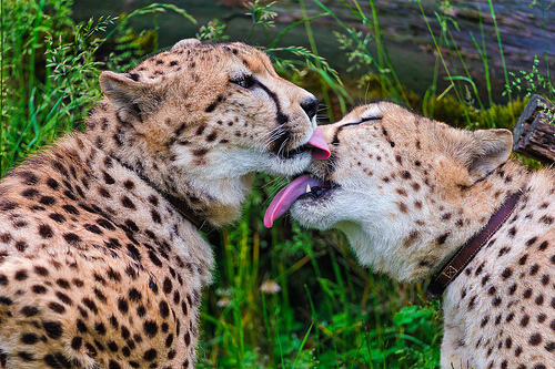 A photograph of two cheetahs licking each other