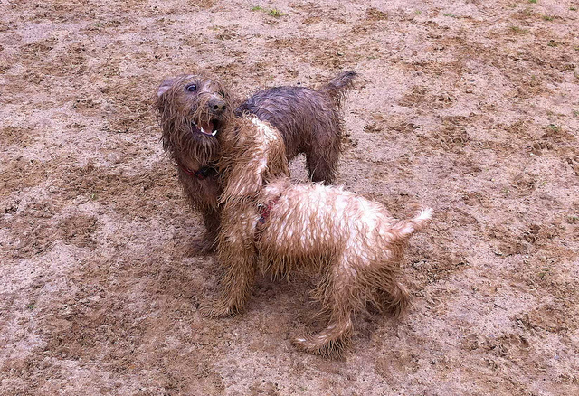 A photograph of two muddy dogs playing in the mud