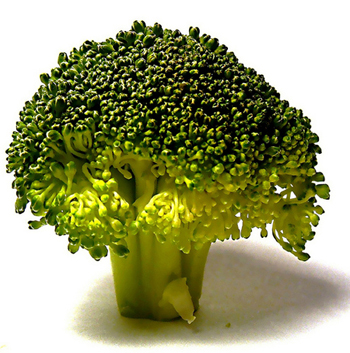 photo of one head of green broccoli