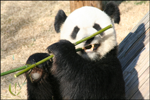 Photo of a panda bear eating bamboo