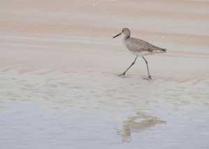 A photograph of a sand piper and its reflection in a shallow pool of water on a beach