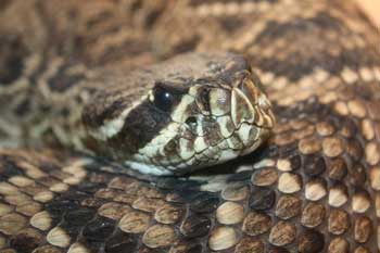 A close up photograph of a Diamond Back rattlesnake coiled up