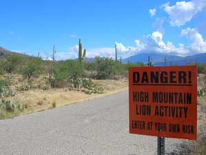 A photograph of a sign in a park that reads: “Danger! High Mountain Lion Activity. Enter at Your Own Risk”