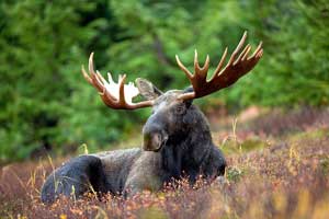 A photograph of a happy looking moose lying in a meadow