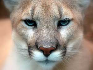 A photograph of a very serious looking mountain lion