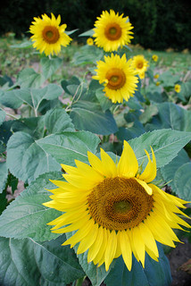 A photograph of sunflowers in full bloom