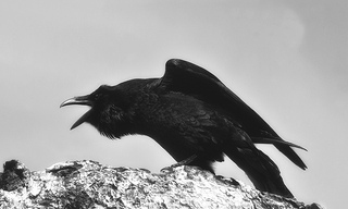 A photograph of a perched Raven squawking