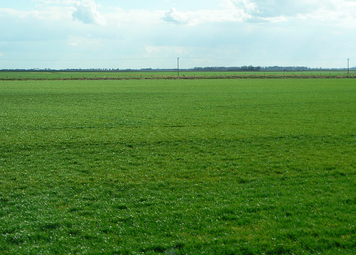 A photograph of a fertile, green field