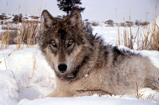 A wolf lying in the snow. The wolf is looking directly at the camera.