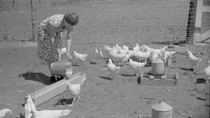 A black and white photo of a woman filling a chicken feeder. She is nicely-dressed and seems out of place around the chickens.