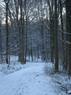 path in the woods through snow and bare-limbed trees