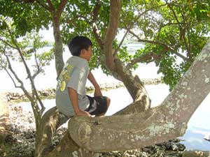 Boy sitting on low tree branches near water