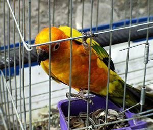 A photograph of a brightly colored parrot in a cage