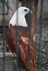 A photograph of a caged eagle sitting on a perch