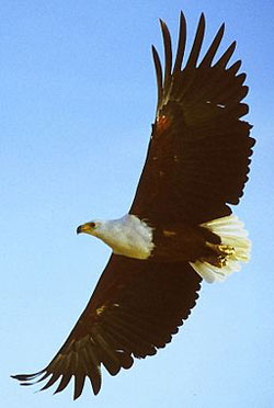 A photograph of an eagle flying with its wings outstretched