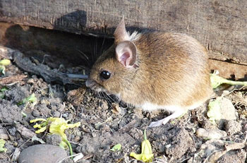 A photograph of a Field Mouse.