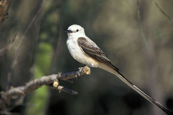 A Scissor tailed Fly Catcher perched on a branch