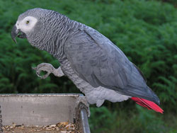 A photograph of an African Grey parrot sitting on a perch
