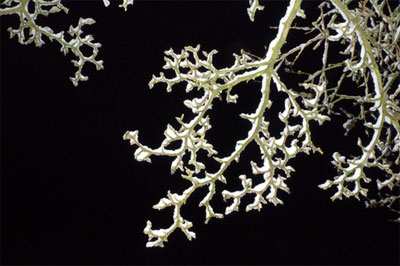 A photograph of snow covered tree branches on a winter night