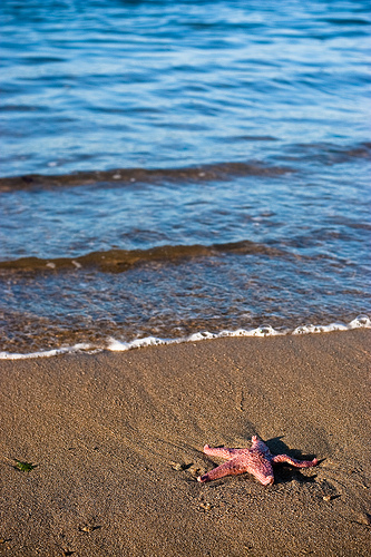 A starfish stranded on a beach