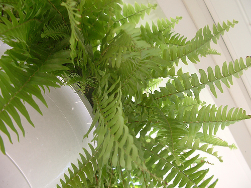 photo of a large fern hanging on a porch