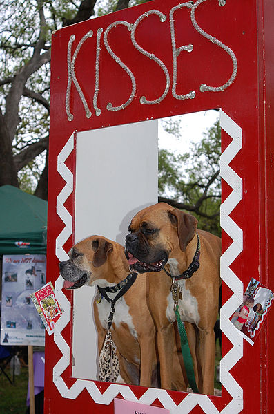 A photograph of a dog kissing booth at an animal shelter fund-raiser; there are two dogs in the booth window.