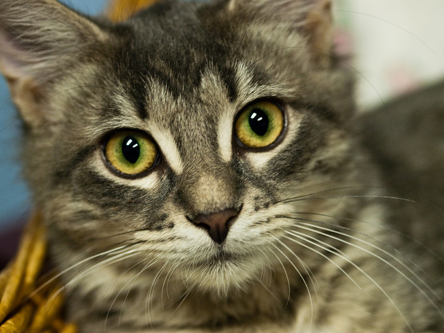 Photograph of a gray and white cat staring intensely