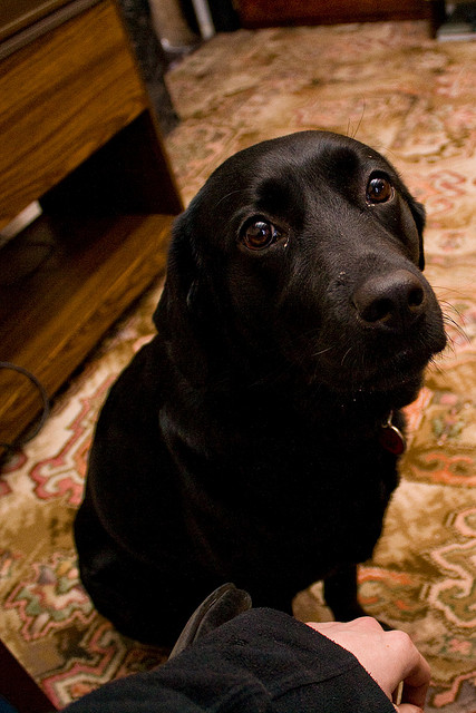 Photograph of a black dog looking up at the camera with painfully sincere hope