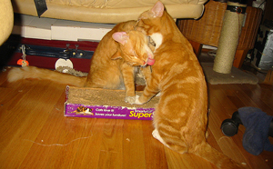 = A photograph of two cats licking each other