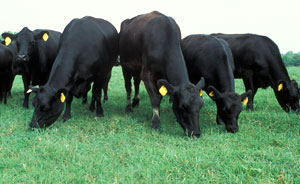 Picture of cattle.