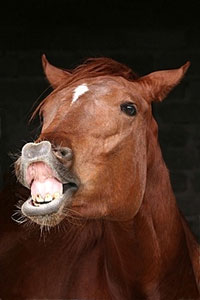 Photo of horse bearing its teeth in something like a sneer